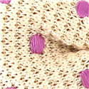 Pajarita Punto Beige Lunares Lila